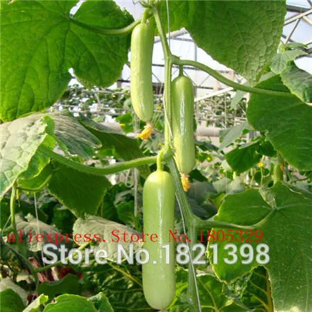 Семена Огурцов Анаконда Купить