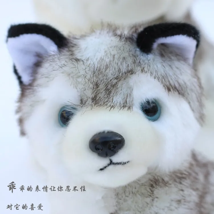 Whole Husky Plüschspielzeug Super süßes Tier kleiner Hund grau Husky gefülltes Spielzeug 18 cm 7quot Zoll 2465502