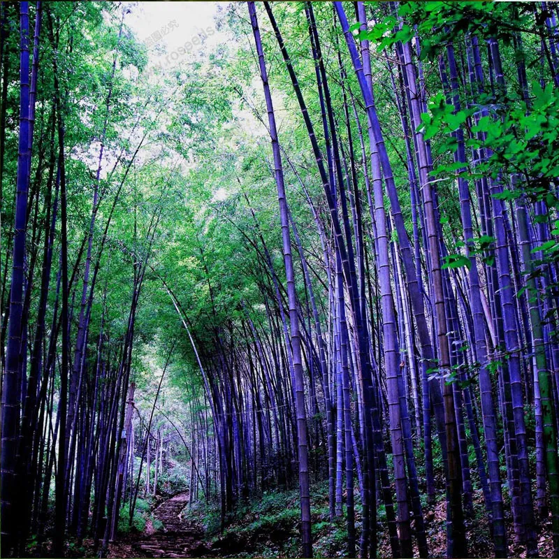 purple Timor Bamboo Seeds easy to grow in the garden black bamboo seeds 100 PCS - package