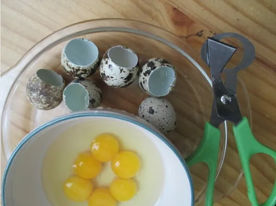 Tijeras para abrir huevos de codorniz