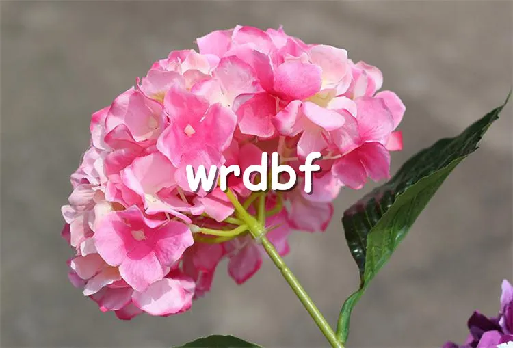 Jedwabny pojedynczy trzpień hortensja 76cm2992 Quot Długość sztuczna kwiaty Europejska hortensja duża głowica kwiatowa na ślub Centrum 3674706