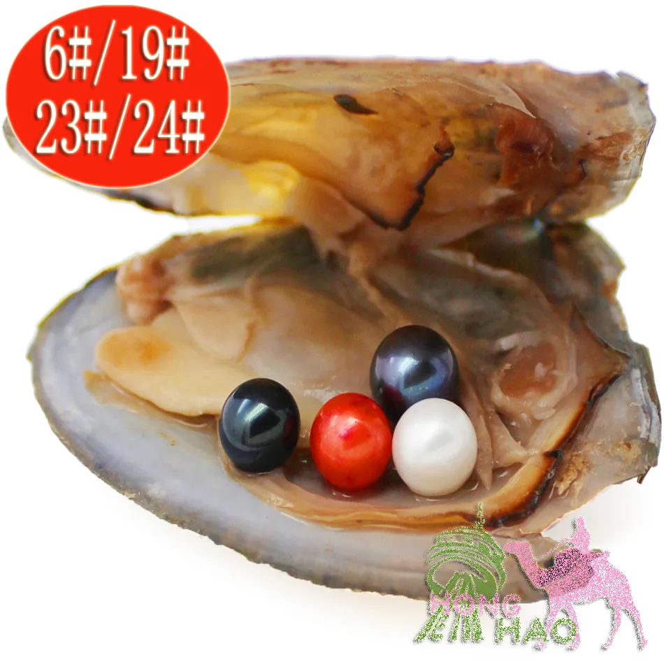 4 pärlor naturskal pärlor 6-7mm vakuum packade runt japanska akoya pärla oyster 28 färger pärla oyster skal önskar smycken gåvor