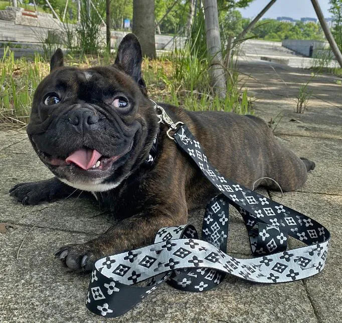 Hund sele kragen kopplar justerbar andningsbar husdjur väst nylon designer brev utomhus löpande träning halsband rep slips reklam leveranser