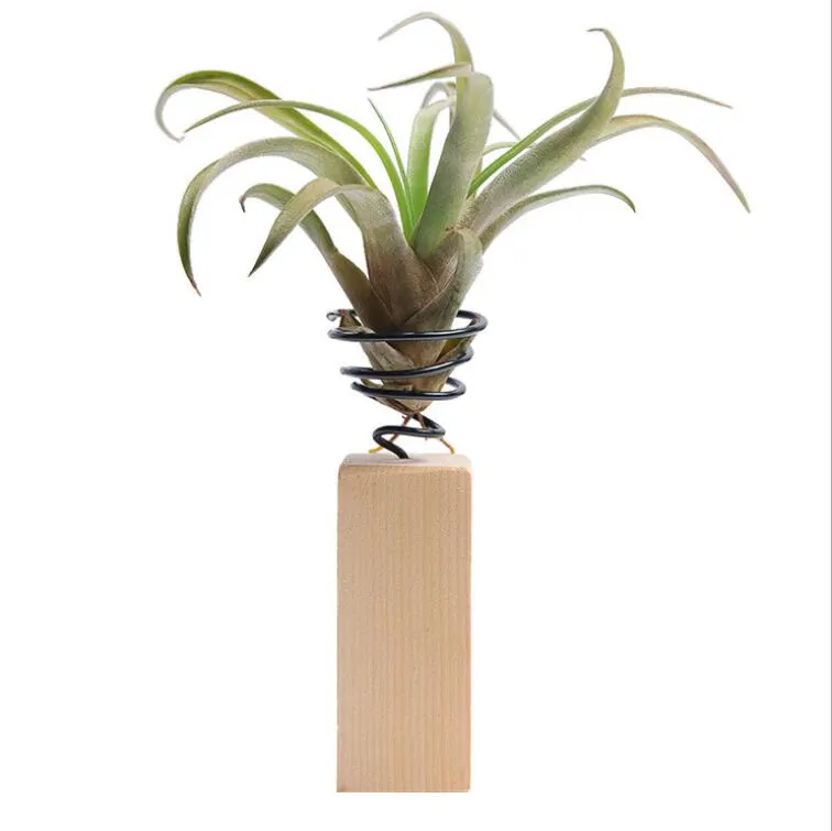 Support de plante à Air en fer, décorations de jardin en gros, conteneur Tillandsia, présentoir de Pot de table, Vase avec Base en bois