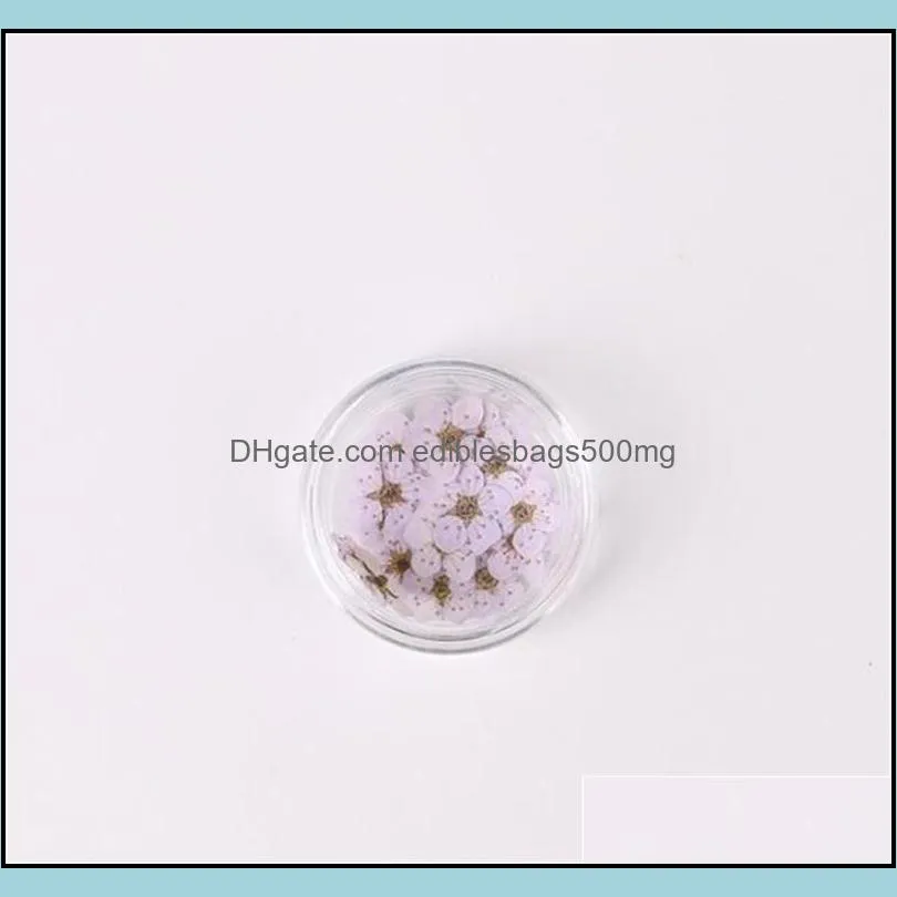 Pressed Dried Narcissus Plum Blossom Flower With Box For Epoxy Resin Jewelry Making Nail Art Craft DIY Accessories 1274 V2