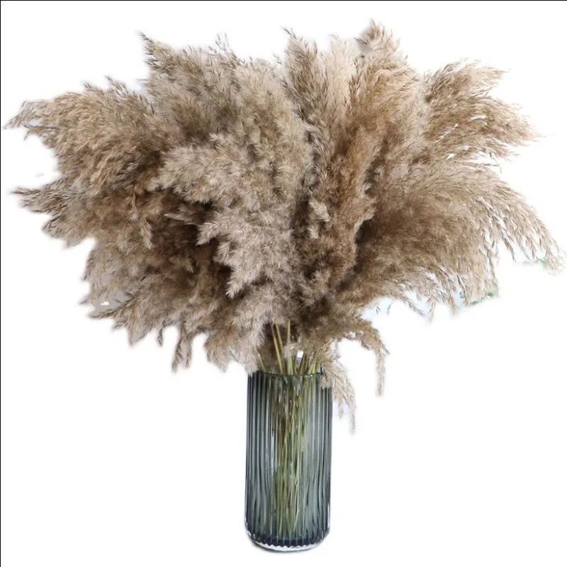 Décor Pampas Grass Pompous Séché Pampass Plantes Tiges Moelleuses Pompus Naturel Grand Grand Blanc Brun Tige Bouquet pour La Maison De Mariage Boho