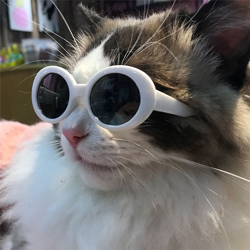 Lunettes De Soleil Chat Cool Chat Lunettes De Compagnie Décoratifs Petits  Chiens Moyens Chiots De Chiot Du 2,51 € | DHgate