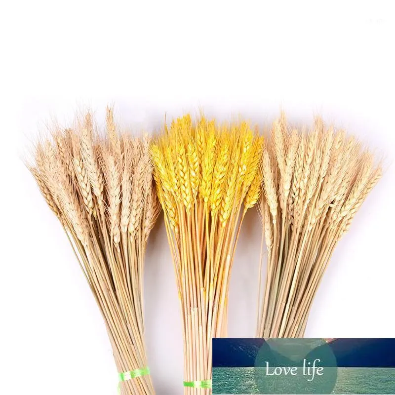 Decorative Flowers & Wreaths 50Pcs/lot DIY Primary Colors Home Party Wheat Ears Natural Dried Wedding Decoration Garden Ornament Shooting Pr Factory price expert