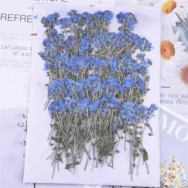 100pcs,Natural Pressed forget-me-not flowers with Stem,Real Dried Flower for DIY Wedding invitation Craft Bookmark Gift Cards 210624