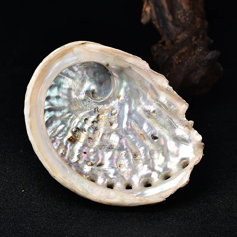 Raro Natural Abalone Shell Especímico Chakra Decoração Meditação Reiki Presente