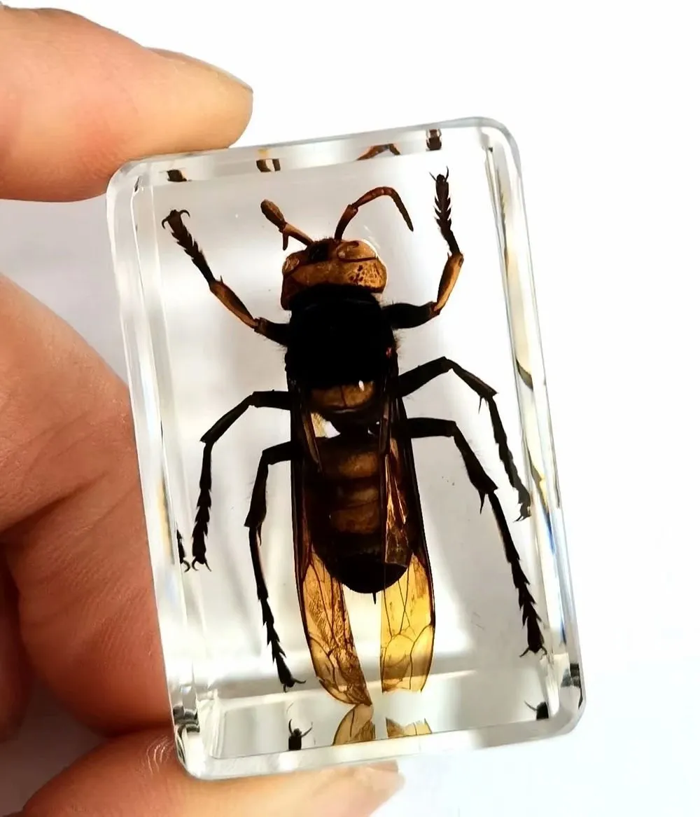 Fashion Chic Bee Insect Taxidermy Embedding Vogue paperweight