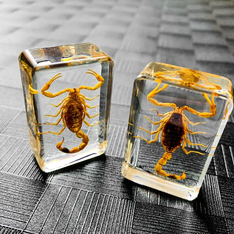 Decorative Objects & Figurines Insect Artificial Amber Jewelry Scorpion Locust Specimen Biology Teaching Aid Paperweight Center Decor Crafts