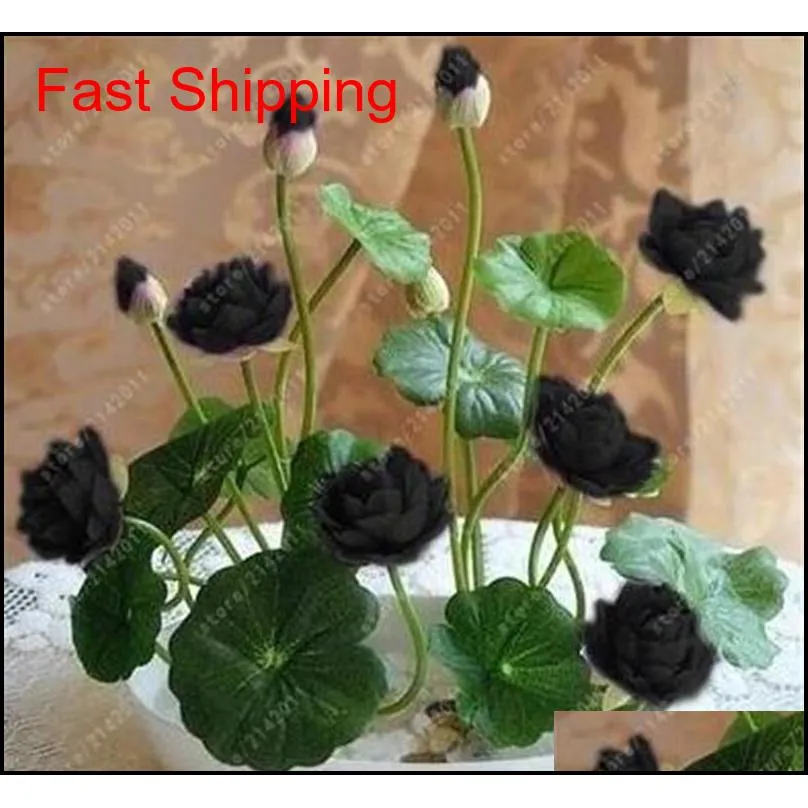 2018 hot sale! 5pcs/bag bowl lotus water lily seeds rare aquatic flower seeds perennial plant bonsai for home garden shipping