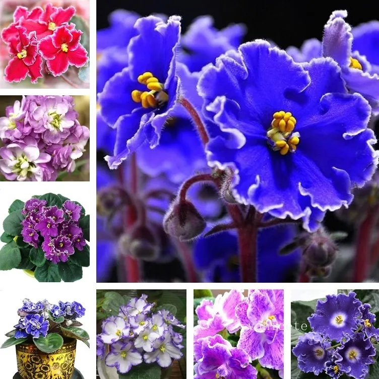 Garden levererar stor kampanj! 100 st / väska afrikanska violetter blomma frön sällsynta trädgårdar bonsai perennial blomma frö variation komplett blandad violett frö9299