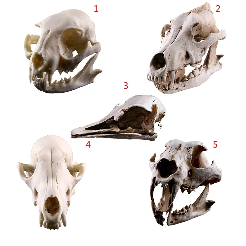 Смола Ремесла Животные Череп Модель Собака Кошка Мышь Череп Учить Скелет Модель Творческие Дома Украшения Хэллоуин Украшение 210811