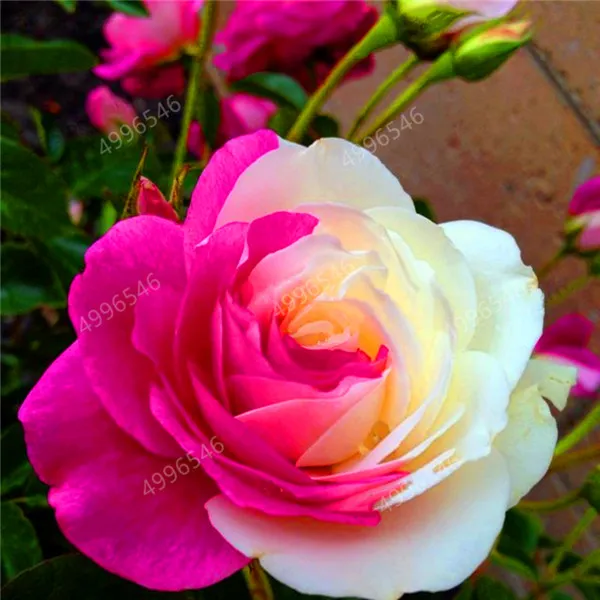100pcs-Netherlands-Rose-Bonsai-Perennial-multiple-colour-rose-plants-for-home-garden-flower-plants-New-varieties (3)