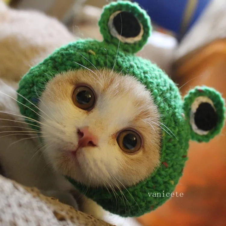 Dog Apparel Cat headgear Green cartoon frog shape Hand Crocheted dog head ornament pet hat T2I53142