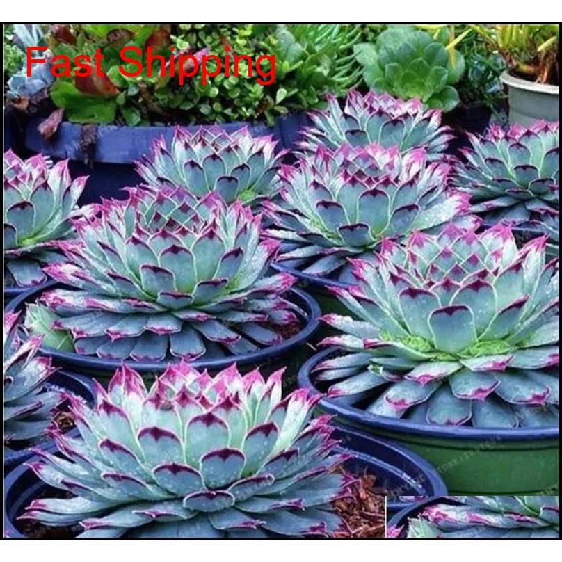 best-selling 100 pcs japanese succulents seeds rare indoor flower mini cactus seeds fleshier plant polygon flower seeds for sale
