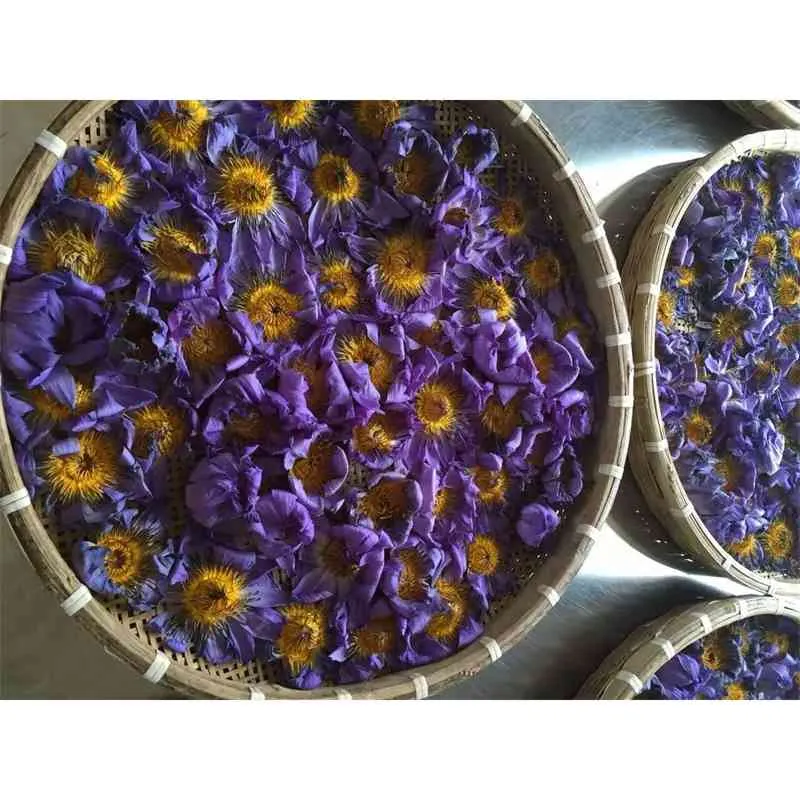 青い蓮の乾燥全花咲くニンフェアカセラレア210624