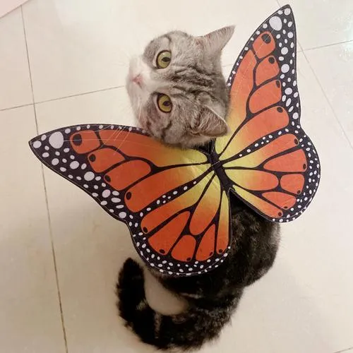 Butterfly Wings Halloween fairy butterfly wings set for Small Dogs Includes Collars and Leads