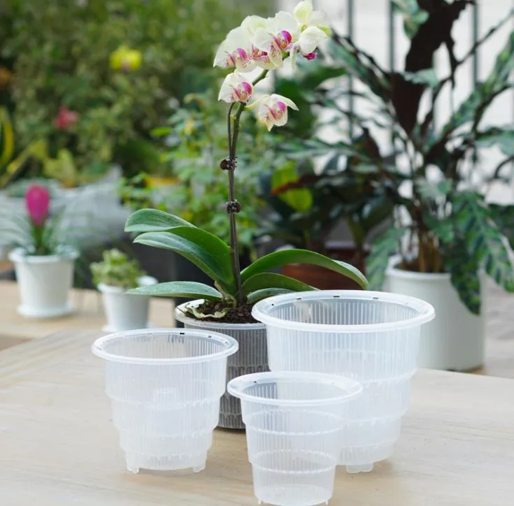 air plant kit Sets of 3, 6 or 9 Complete Bubble Bowl Terrariums with Assorted Tillandsia Air Plants, 6 Pack