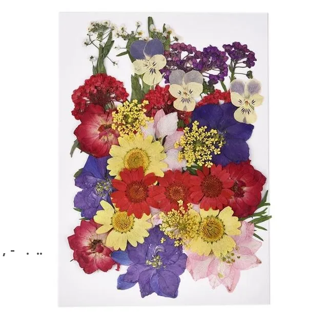 Poşet Çanta Doğal Preslenmiş Kurutulmuş Çiçekler Yapay Kuru Bitkiler Dekoratif DIY Aksesuarları için Tırnak Zanaat Telefon Kılıfı Kolye LLE11414