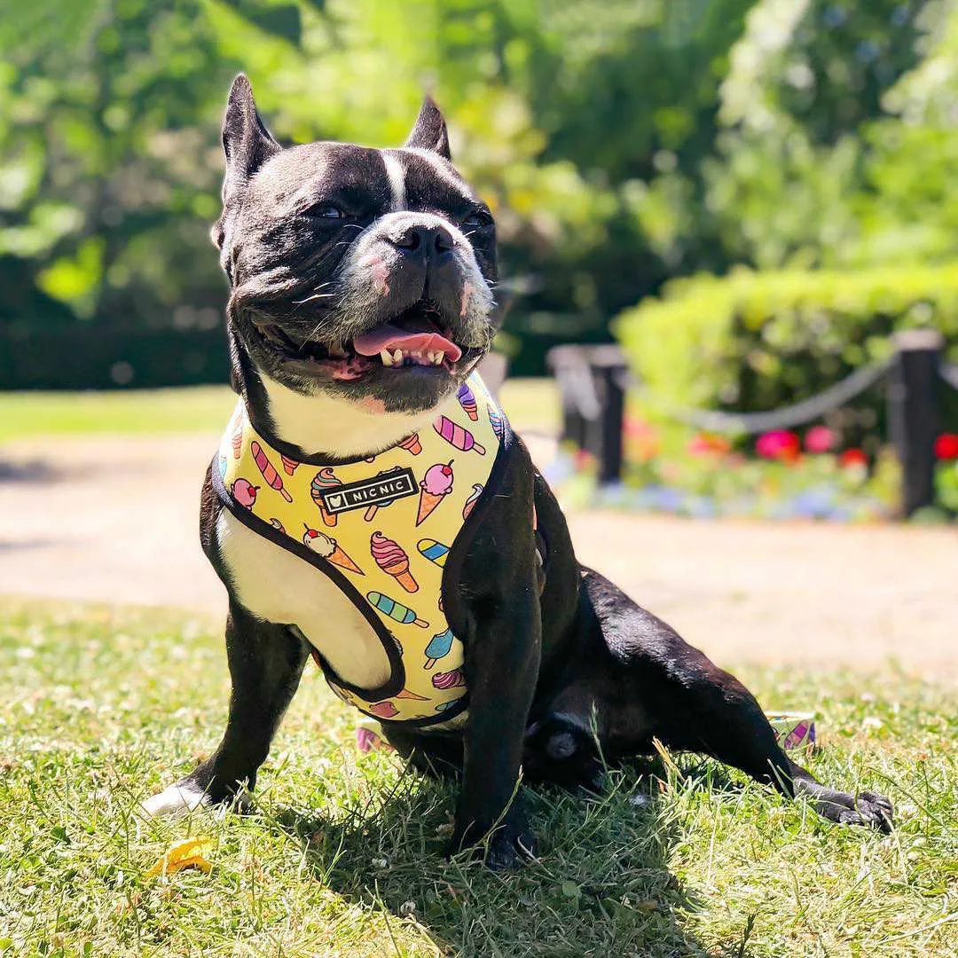 Harnais Bouledogue Français Imprimé Bouledogue Anglais Frenchie