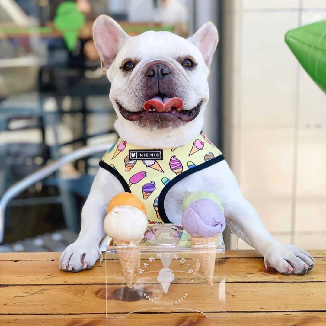 Harnais pour bouledogue français motif tropical