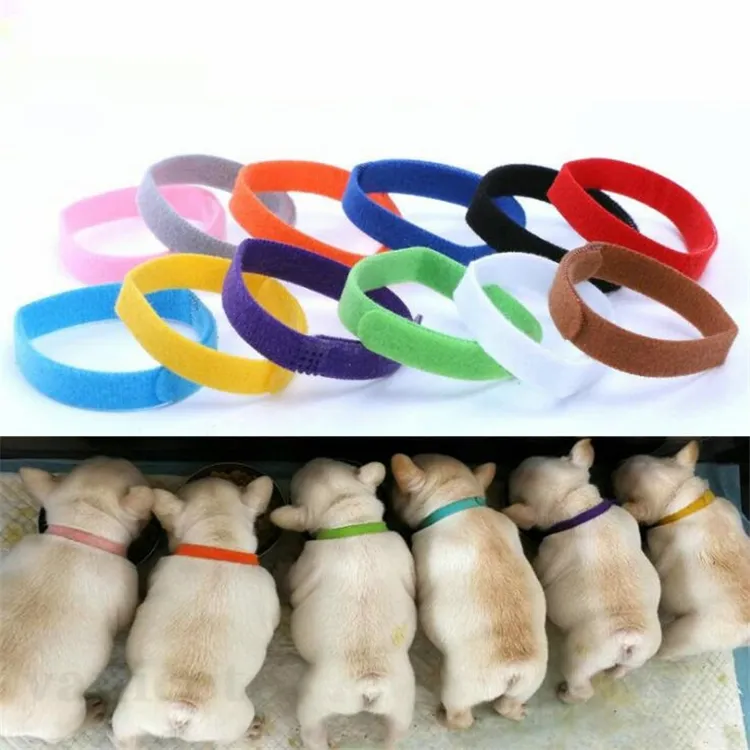 Puppy Id Collar Identyfikacja Obroże dla psów Band Dla Whelp Puppys Kotek Psy Kot Pet Velvet Praktyczny Collars12 Kolory ZC180