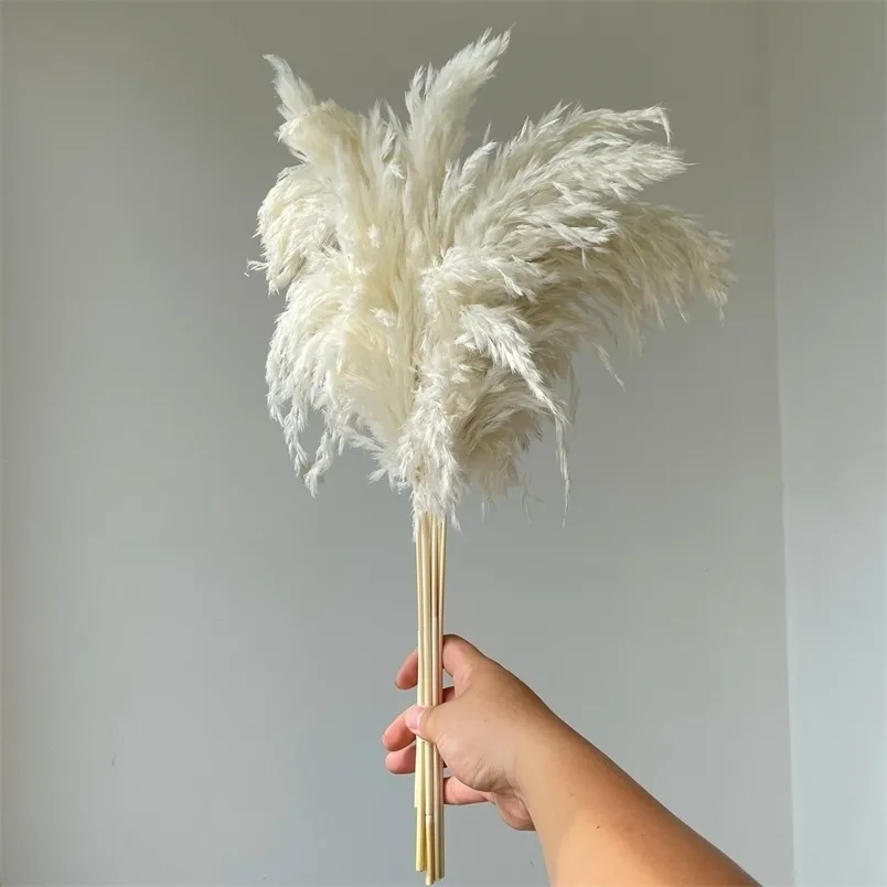 White Color Large Size Real Dried Pampas Grass Wedding Decor Flower Bunch Natural Plants Home Fall 220311