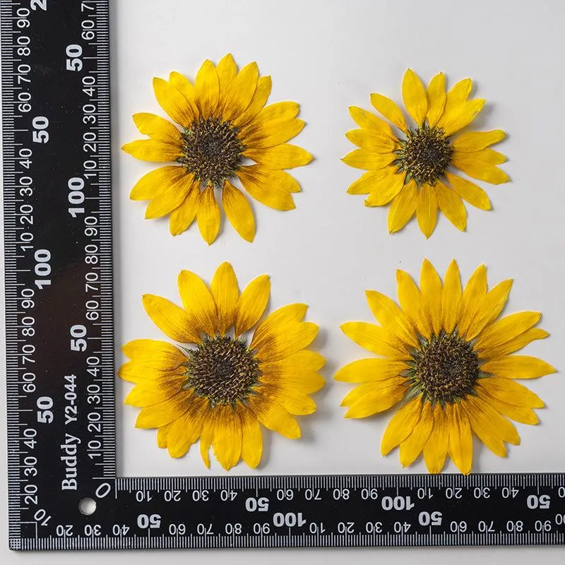 Decorative Flowers & Wreaths 50pcs 6cm Pressed Dried Flower Sunflower Herbarium Epoxy Resin Bookmark Prop Jewelry Postcard Invitation Card P