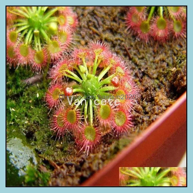 Garden Supplies Giant Clip Venus Fly trap Seeds 100PCS/bag Insectivorous seed Garden Plant Seeds Bonsai Family Potted 9303