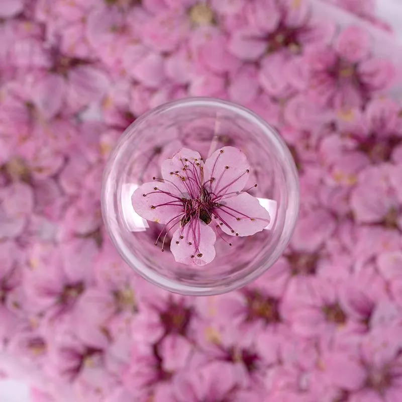 装飾的な花の花輪乾燥花アミグダルスペルシカプレススクラップブッキングDIY樹脂ジュエリークラフトネイル装飾ろうそくの石鹸