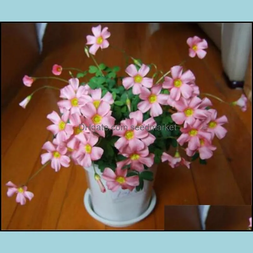 100pcs seeds rare oxalis obtusa raspberry imports from the netherlands flowers lamps rotary color home garden aerobic potted natural growth variety of