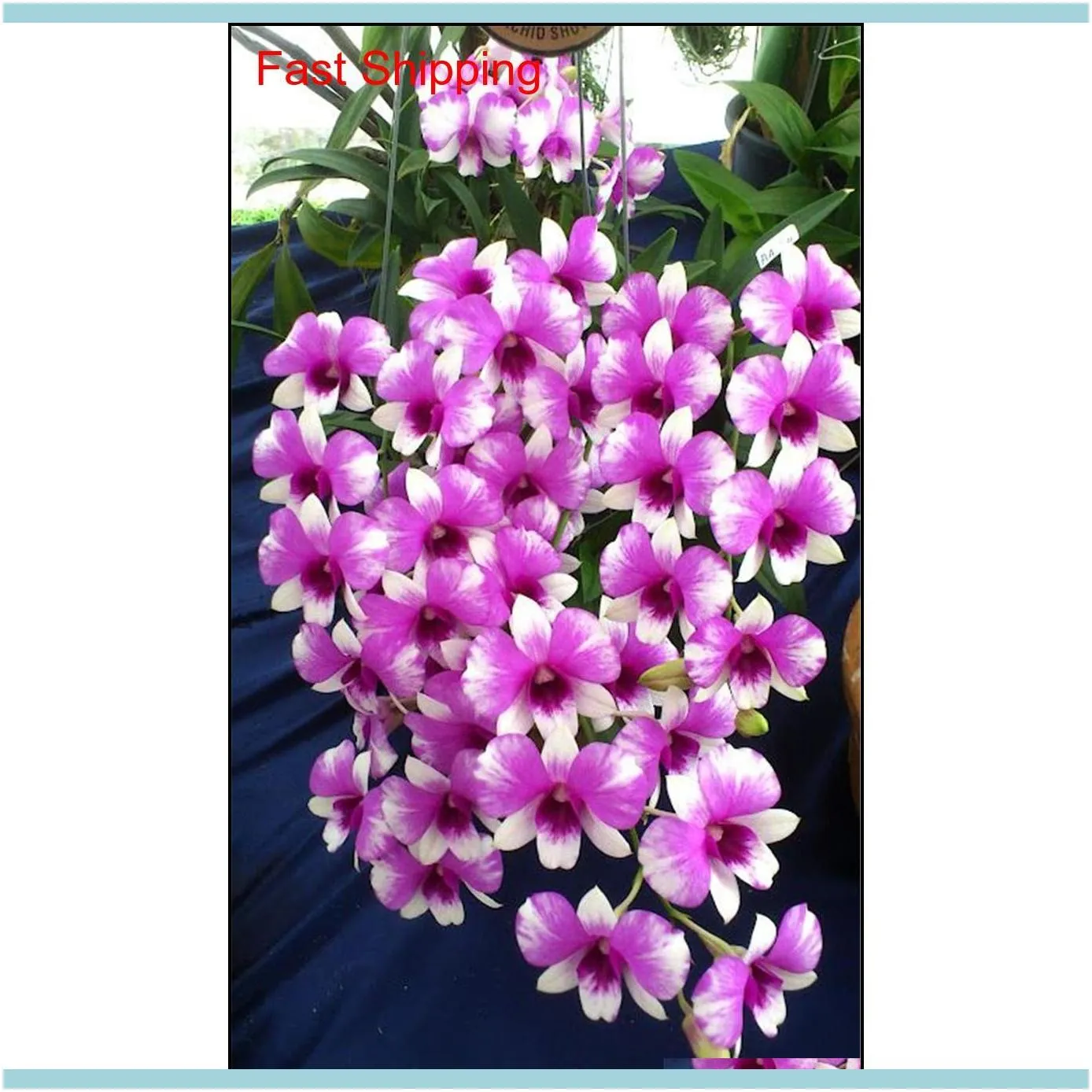Other Garden Supplies 100 Pcs Packing Dendrobium Seeds Potted Flower Seed Variety Complete The Budding Rate 95 Mixed Colors