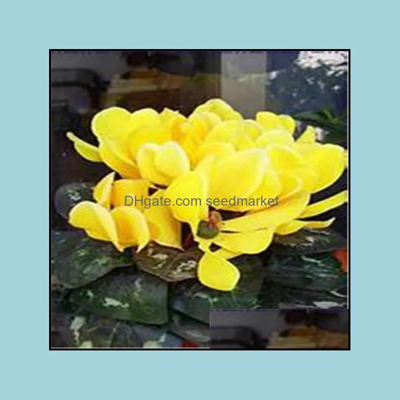 100pcs Cyclamen Flower Seeds Bonsai Rare Plants for The Garden Beautifying And Air Purification Wedding Party Decorative Planting Season Radiation
