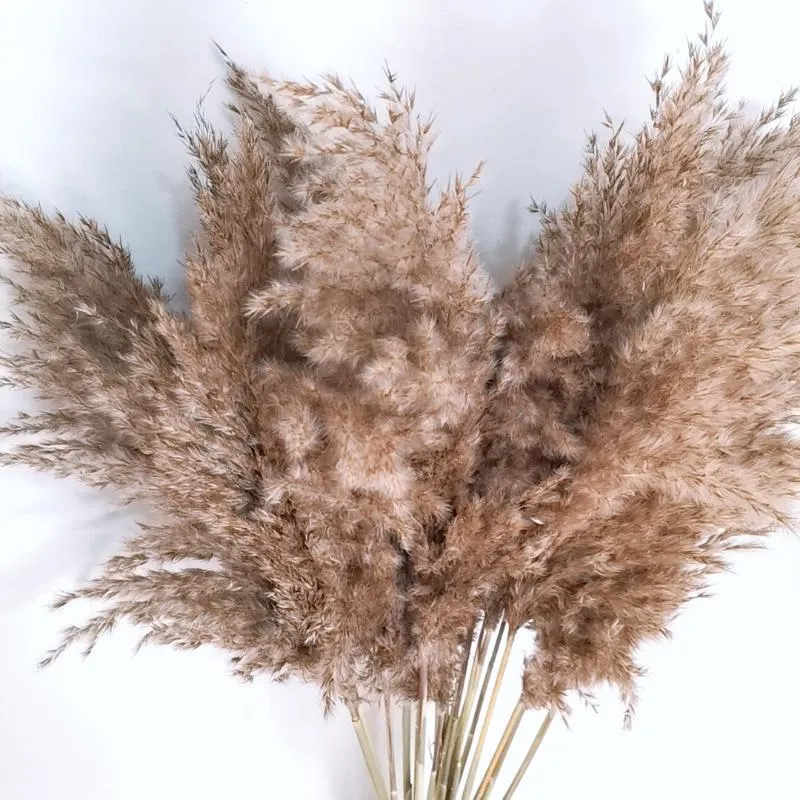 Decorative Flowers & Wreaths 10pcs Real Bulrush Natural Dried Plants Small Dry Flower For Decoration Pampas Grass In Bouquet Wedding Home De