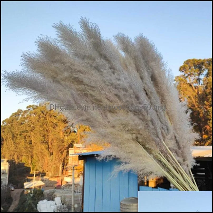 20Pcs/lot Real Natural Dried Flower Pampas Grass Decor Plants Bunch Phragmites for Home Wedding Decoration 56-60cm 500 S2