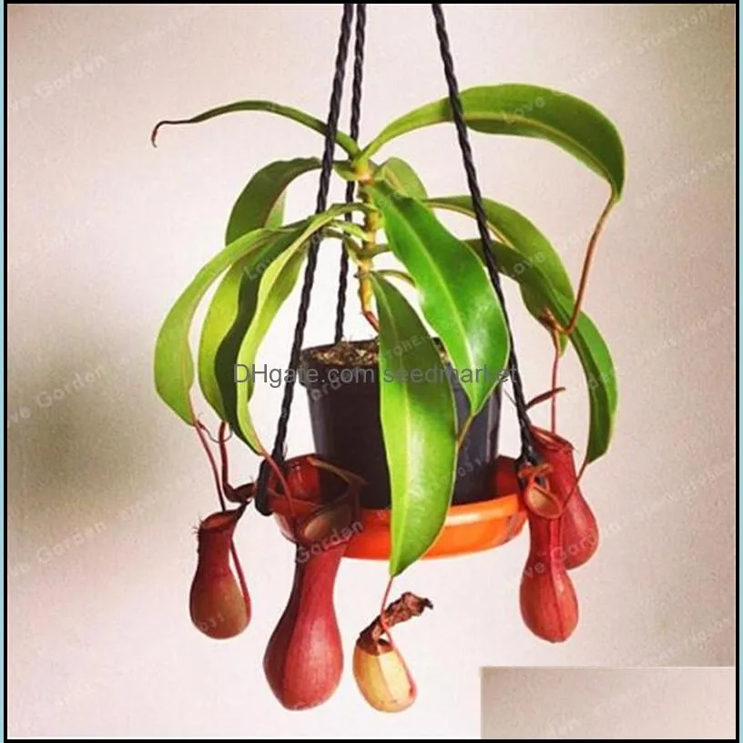 Free Shipping 100 pcs Nepenthes Seeds Balcony Dionaea Muscipula Potted Bonsai Plants Seeds Carnivorous Plants Seeds Easy to Grow