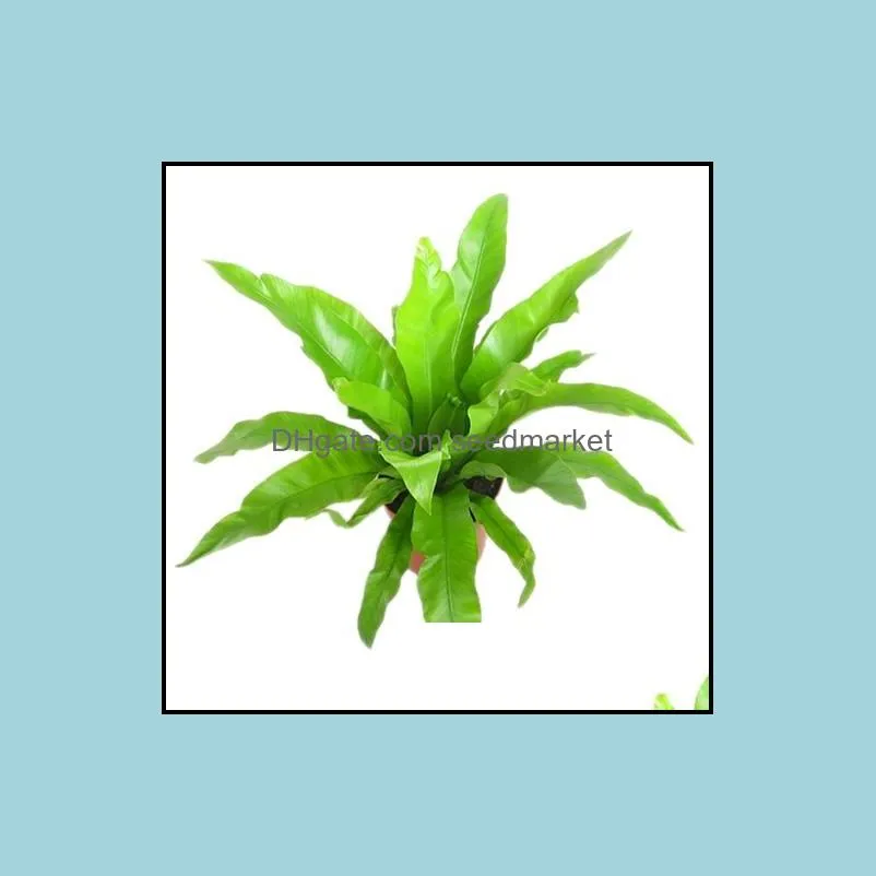 100pcs Schefflera Octophylla Grass Flower Seeds Bonsai Rare Plants for The Garden The Germination Rate 95% Birthday Party Decorative Natural Growth Planting