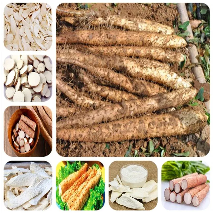 Seeds Of Purple Yam Bonsai Purple Ginseng Edible Plant Cylindrical Root