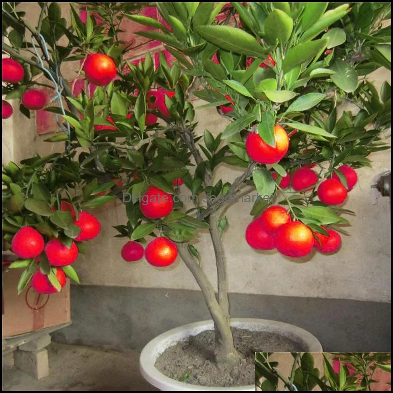 50 Pcs Red Lemon Seeds New Arrival Drawf Tree Bonsai Organic Fruit Seeds for Home Garden Supplies Easy Grow Exotic Seed Potted
