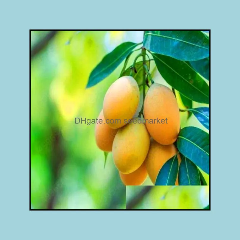 Imported seeds 1pcs 100% true Mango plants Very Delicious healthy green Fruit bonsai Very Easy Grow For Home Garden plant Free