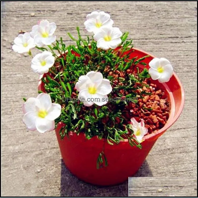 100pcs seeds rare oxalis obtusa raspberry imports from the netherlands flowers lamps rotary color home garden aerobic potted natural growth variety of