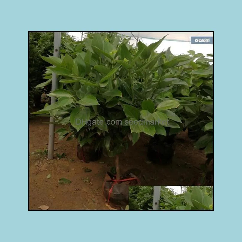 Andere Gartenlieferungen Patio Rasenhaus 20pcs Samen Zimt immergr￼ne Bonsai Baum Vase -Pflanze f￼r Garten Innen G Mini Forest Ornamente pl