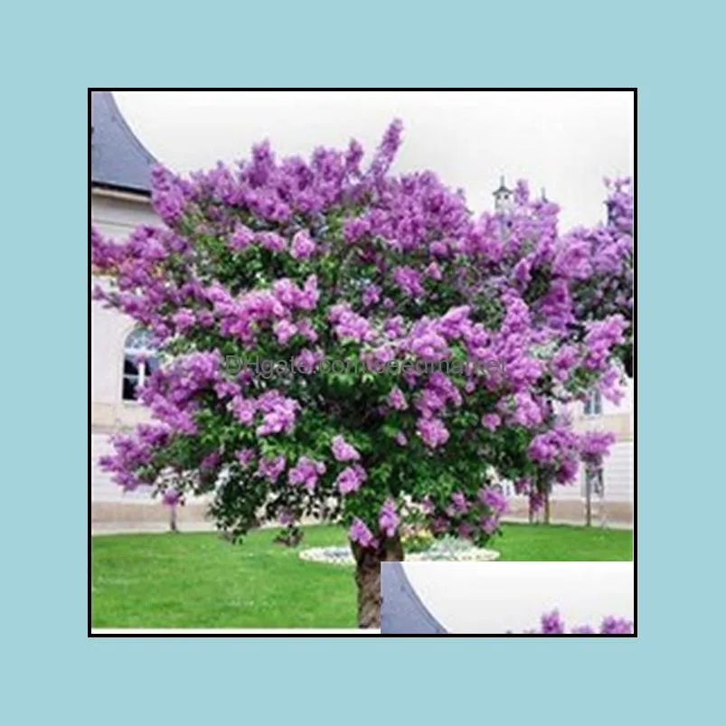Garden Decorations 100pcs Lilac Flower Seeds Bonsai Rare Plant for Home Courtyard Planting Purify The Air Absorb Harmful Gases