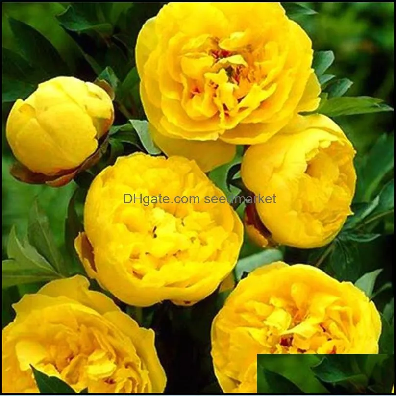Indoor Ornamental Bonsai Rare Color Chinese Peony Seeds 10Pcs Terrace Courtyard Garden Paeonia Suffruticosa Seeds Free Shipping