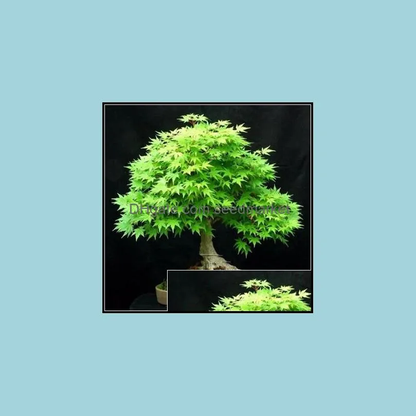 30pcs seeds usa america red maple tree bonsai tree indoor seedsplants beautiful home garden decortion the germination rate 95% purify the air absorb harmful