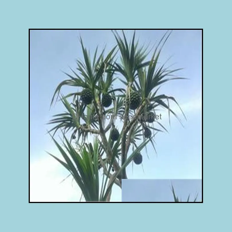 100pcs Dracaena Flower Seeds Bonsai Rare Plants for The Garden The Budding Rate 95% Beautifying And Air Purification All for a summer residence Natural Growth
