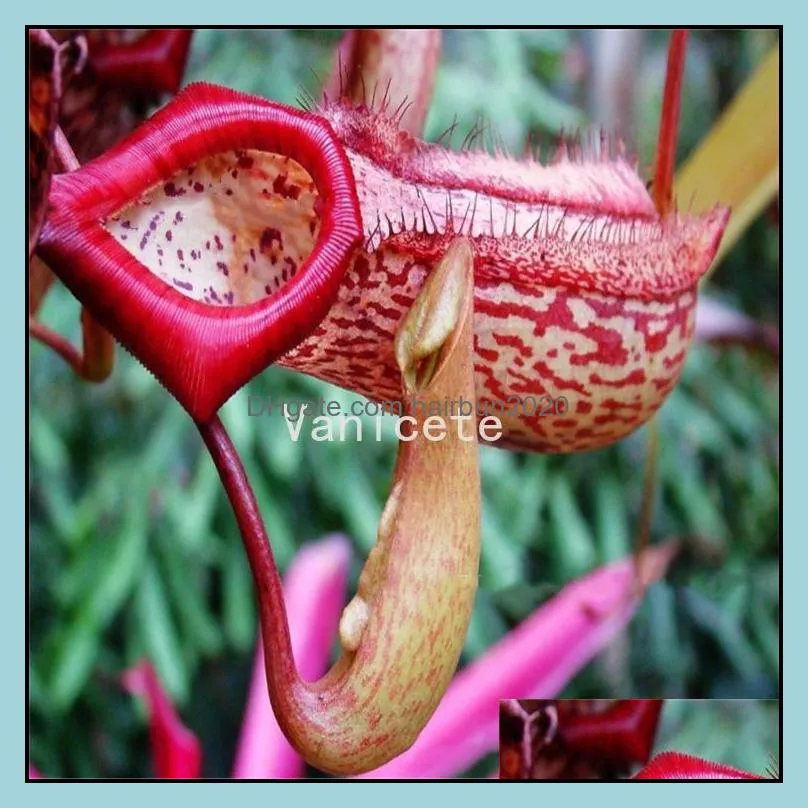 Garden Supplies Giant Clip Venus Fly trap Seeds 100PCS/bag Insectivorous seed Garden Plant Seeds Bonsai Family Potted 9303